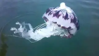 Purple-striped jellyfish, Chrysaora colorata
