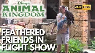 Feathered Friends in Flight Bird Show Full 4K HDR | Disney World Florida