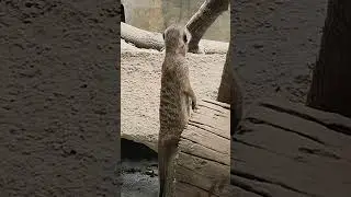 Meerkat in Avilon Zoo #avilon #meerkat #zoo #wildlife