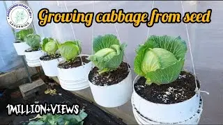 Growing cabbage from seed | vegetables gardening | cabbage at home 