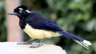 Urraca de Pecho Negro Cantando Sonido para Llamar El Mejor