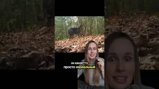 ЧЕРНЫЙ ТИГР НЕВЕРОЯТНО РЕДКИЙ ПОПАЛ НА КАМЕРУ