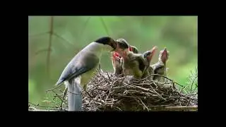Il mondo degli uccelli: Azure winged Magpie (Cyanopica cyanus), Gazza ala azzurra.
