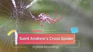Saint Andrew's Cross Spider Facts and Information