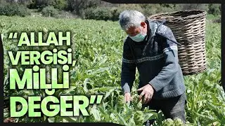 Urla’nın Meşhur Sakız Enginarları Türkiye’nin Dört Bir Yanına Gönderiliyor