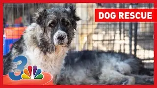 Veterinary help sought to care for nearly 300 dogs rescued in Nye County