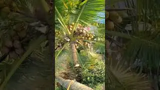 coconut tree cutting🔥/ Raja Woodcutting