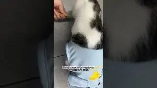 #pet#dog#doglover#cats#catsoftiktok #cats #spoof #spoofvideo#demure#pawcobaby#amsr #immersive