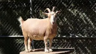 African Pygmy Goat