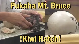 100th Kiwi Hatch at Pukaha Mt. Bruce
