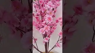 Apaz do senhor vídeo novo corre lá pra assistir 