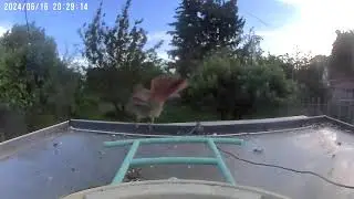 Northern Cardinal Feasts at Netvue Smart Feeder: Bird Watching Delight!