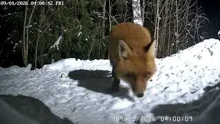 The fox visited the bird feeder near the cottage.
