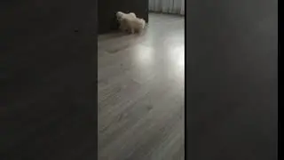 VID 20190406 090809