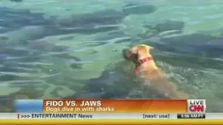 CNN: Dogs attack shark