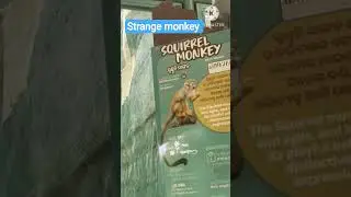 #squirrelmonkey#strangemonkey#sound#shorts