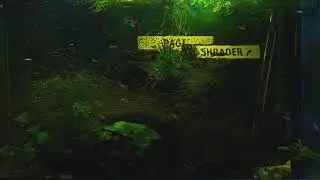 24/7 Guppy Aquarium Stream #relax #zen #meditate