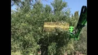 Raccolta Olive meccanizzata con pettine escavatore - Azienda Olivicola Marino