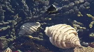 Dai molluschi marini una cura antitumorale? - science