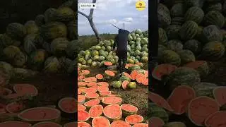 The Watermelon Trick Nobody Knew 🍉 #shorts #facts