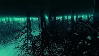 Halloween 2022 Loops - Flying through creepy trees - VJ Loops 2022 - Dark Trees video background