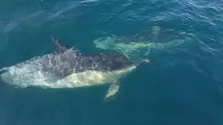 common dolphins 22 07 21