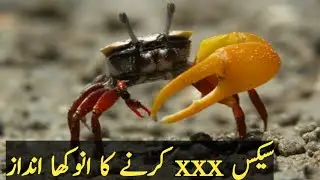 Unveiling the Dark Secrets of Fiddler Crab Mating Rituals