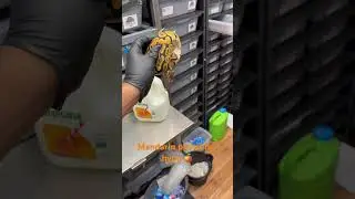 Mandarin Pastel het Hypo