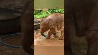 An adorable baby elephant's time playing with a water pipe 😍 #babyelephant #funnyelephant #shorts