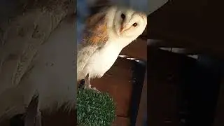 BARN OWL