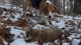 Rabbit Hunting in SNOW-TOUGH CONDITIONS! - Rabbit Hunting with Beagles 2026