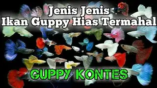 JENIS JENIS GUPPY HIAS dan GUPPY KONTES | Part 1