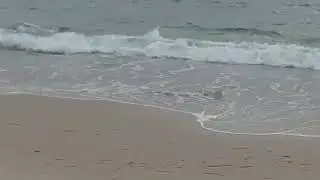 20241112 Queensland Beach NS