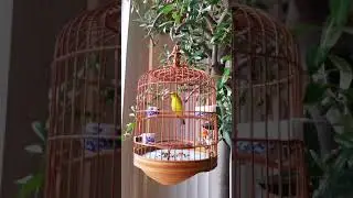 White eye bird ( Zosterops ) 繡眼, 绣眼
