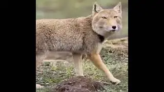The fox look #fox #look #animal #animallover @fox #shorts