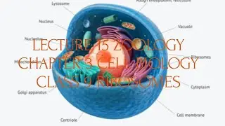 LECTURE 15 ZOOLOGY CHAPTER 3 CELL BIOLOGY (CLASS 9: RIBOSOMES)