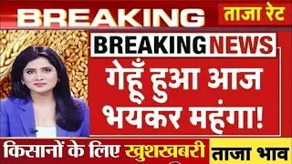 23 जनवरी 2026 Gehun Ka Bhav आज का गेहूं का भाव । गेहूं के भाव में आई  आज तेजी । गेहूं का भाव