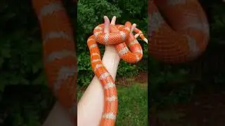 Hohenheim the extreme hypo Honduran milksnake