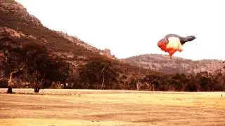 Skywhale is coming - In Her Natural Habitat
