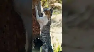 cats are going wild for fish