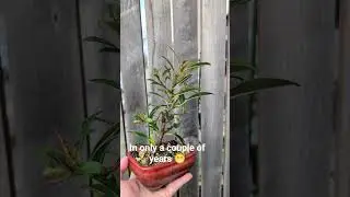 Ficus Bonsai from cuttings! #bonsai #bonsaitree #bonsailife #DIY #ficusbonsai  #australia#hobby #zen