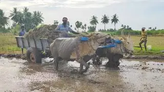 Bullock Cart Heavy Loaded Paddy Plant | Bullock Ride