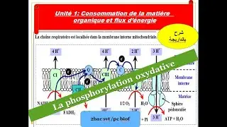La Phosphorylation oxydative svt 2 bac PC  BIOF/La chaîne respiratoire(شرح بالداريجة