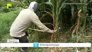 Maíz Forrajero en la estabulación con confort.