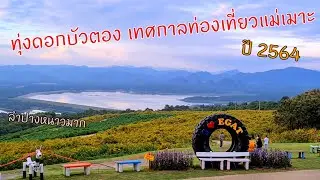 ทุ่งดอกบัว​ตอง​และเทศกาล​ท่องเที่ยว​แม่เมาะ​2564