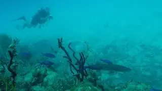 ScubaFun   Dominican Republic   Baraccuda