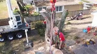 Blue Ox Tree Service   Safety Harbor FL
