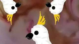 The Cockatoo Song