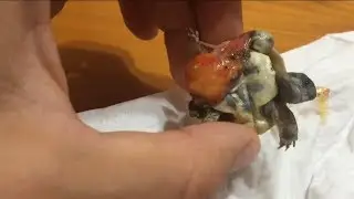 ¡¡Salvando tortuga bebé!!💪🏻🐢