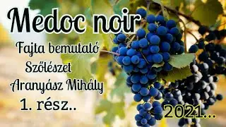 Medoc noir lugas szőlő 2db tőkén kb 800 fürt